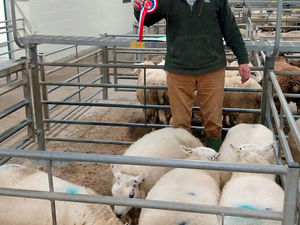 Supporting image for story: Philip wins champion pen of lambs prize at Shrewsbury  auction