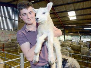 Supporting image for story: Video: Meet Jake the five-legged lamb whose extra limb saved his life