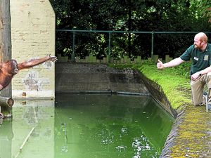 Supporting image for story: The sky's the limit for Dudley Zoo keeper orangutan fundraiser