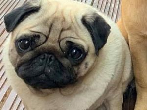 Supporting image for story: £5,000 reward for safe return of pregnant pug stolen from Telford garden