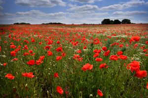 DUDLEY COPYRIGHT NATIONAL WORLD TIM THURSFIELD -19/05/25Poppies in fields off Park Gate Road, Kidderminster are looking magnificent.