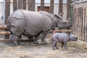 The new baby Indian Rhino calf with her mother Sunanda 