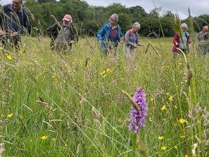 Supporting image for story: Local ecologist invites community to 'get involved' in orchid count