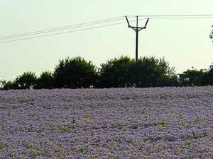 Supporting image for story: Power line will boost Shropshire businesses