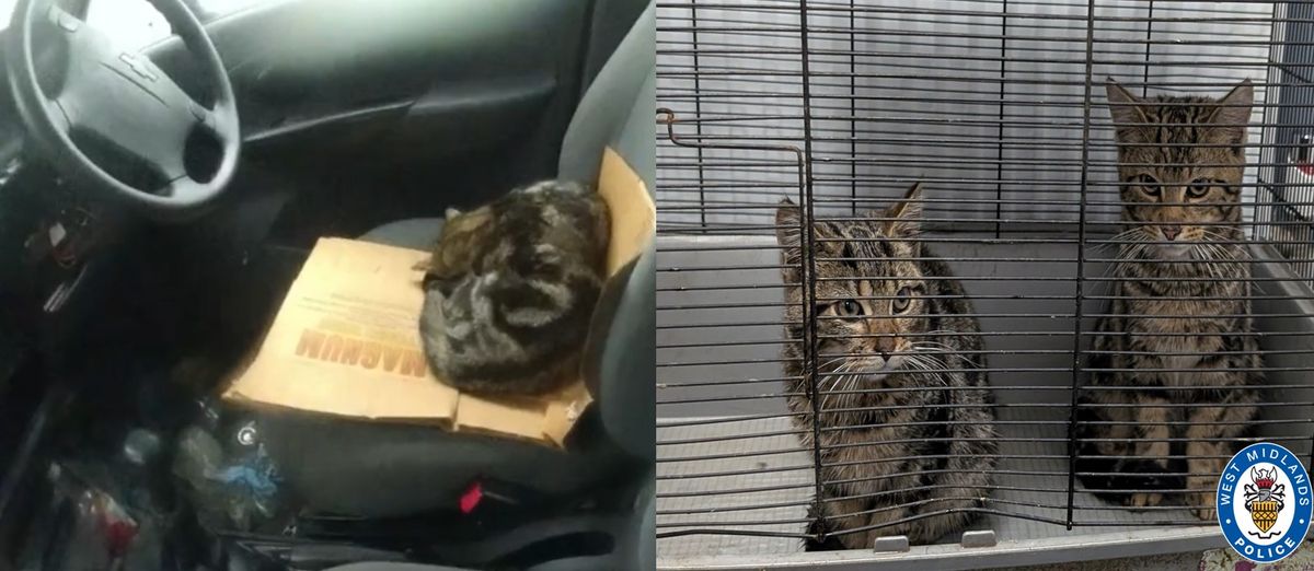 Abandoned kittens found in Birmingham have purrfect new life named after police officers that rescued them