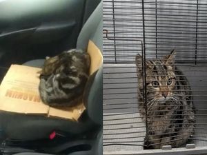 Supporting image for story: Abandoned kittens found in Birmingham have 'purrfect' new life named after police officers that rescued them