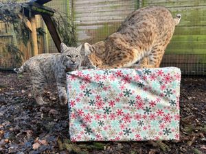 Bobcat siblings investigating their Christmas presents.