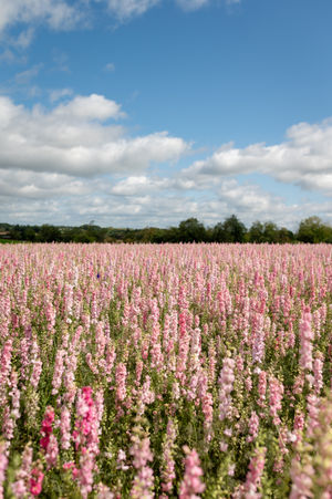 Pink delphiniums at the event. Picture: Shropshire Festivals