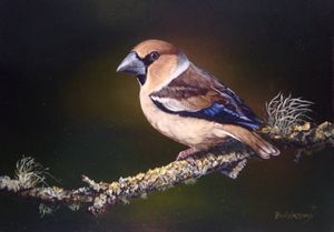 The Hawfinch