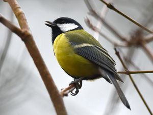 Supporting image for story: Breeding success of city-dwelling birds hampered by lack of insects – study