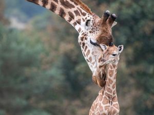 Supporting image for story: West Midland Safari Park Giraffe is named