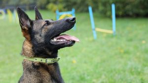 A Christmas single has been released to raise vital funds for Birmingham Dogs Home