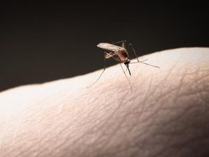 Supporting image for story: This bug-zapping laser device can tell good insects from the bad ones