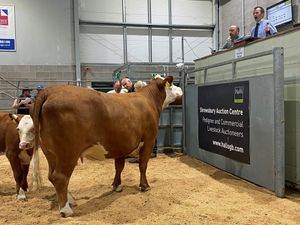 Supporting image for story: Cattle business is brisk at Shrewsbury Auction Centre event 