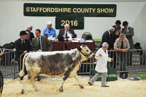 Supporting image for story: WATCH: Thousands descend on Staffordshire County Show amid largest milkshake record attempt
