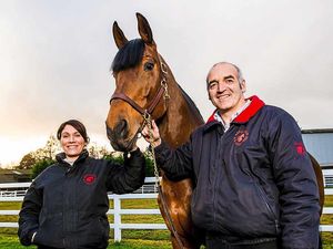 Supporting image for story: New role for top showjumper Big Star in Shropshire