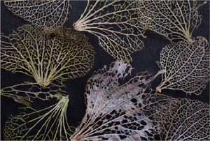 HC. Mark Jones - Delicate Decay