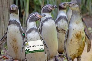 Supporting image for story: Dudley Zoo penguins in need of names