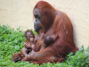 Supporting image for story: Dudley Zoo's new baby orangutan gets his name