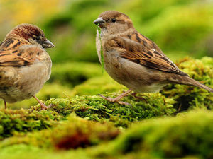 Supporting image for story: Letter: Man's handiwork all over this dramatic reduction in wildlife