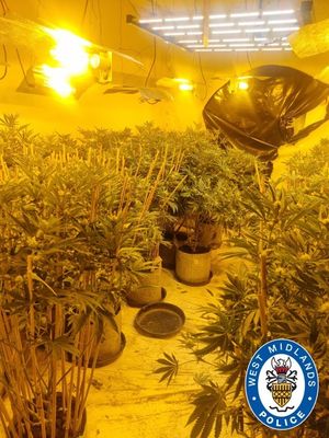 Six men were spotted breaking into the building in which the plants were being grown