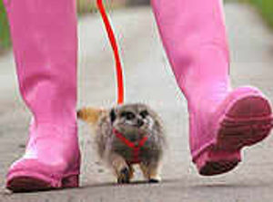Supporting image for story: Meerkat comes in from the cold