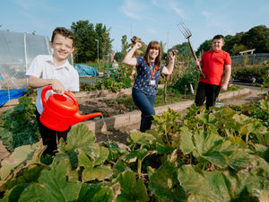 Supporting image for story: Flourishing school garden win's virtual flower show prize