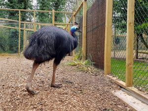 Supporting image for story: Dudley Zoo welcomes world's most dangerous bird for first time in 14 years