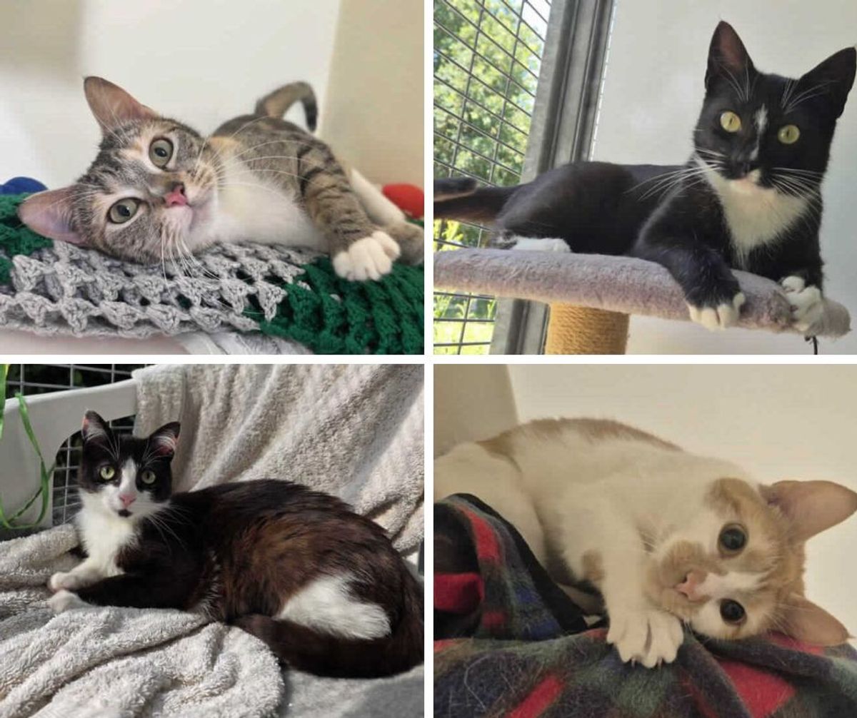 Four adorable cats ‘desperately waiting’ for their new ‘purrfect’ home in Shropshire