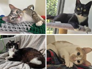 Supporting image for story: Four adorable cats 'desperately waiting' for their new 'purrfect' home in Shropshire
