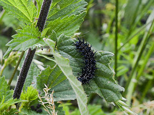 Supporting image for story: Shropshire family's new neighbours - hundreds of black caterpillars