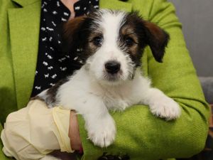 Supporting image for story: Energy firm apologises after telling customers to ‘cuddle pets’ to keep warm