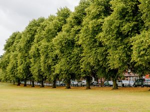 Supporting image for story: Park in Oswestry cordoned off by police after stabbing
