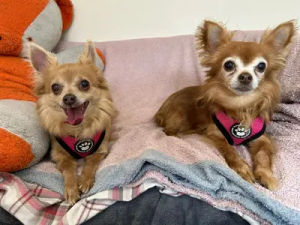 Supporting image for story: 38 adorable dogs waiting for a forever home at Shrewsbury Dogs Trust - including pooches with Disney-inspired names