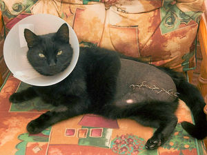 Supporting image for story: Pet cat loses leg after getting caught in trap