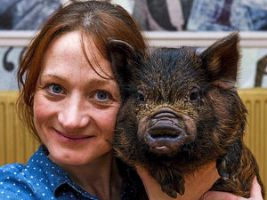 Supporting image for story: Pictures: Missing pet piglet Albert triggers big hunt around Telford