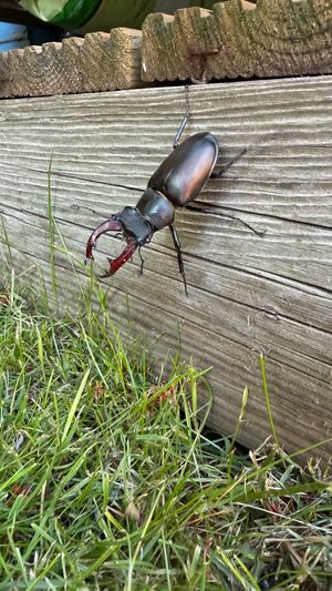 People across Britain are being asked to record any sightings of spectacular stag beetles as part of PTES’ Great Stag Hunt survey 2025.