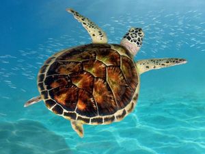 Supporting image for story: This tweet brilliantly advertises John Green’s new book