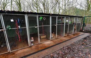 Some of the kennels at Hilbrae are very tired and need replacing