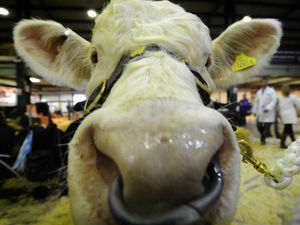 Supporting image for story: WATCH: Competing cows at the English Winter Fair at Stafford's County Showground