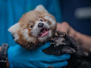 Supporting image for story: ‘Wonderful’ twin red panda cubs welcomed at Chester Zoo