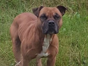 Supporting image for story: 'Dangerous' dog found safe and well in garden after four days on the loose
