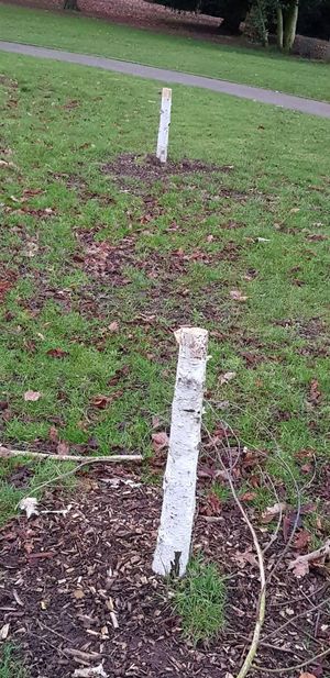 The vandalised and damaged Himalayan Birch trees in Kidderminster's Brinton Park