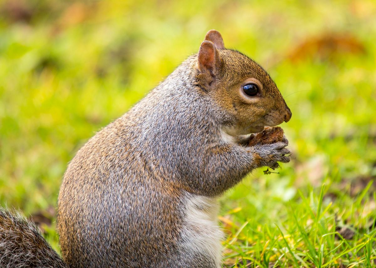 Heritage attraction responds to visitors concerns over squirrel culling