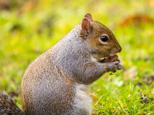 Supporting image for story: Heritage attraction responds to visitors concerns over squirrel culling