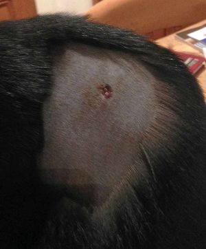The puncture wound which was discovered by vets 