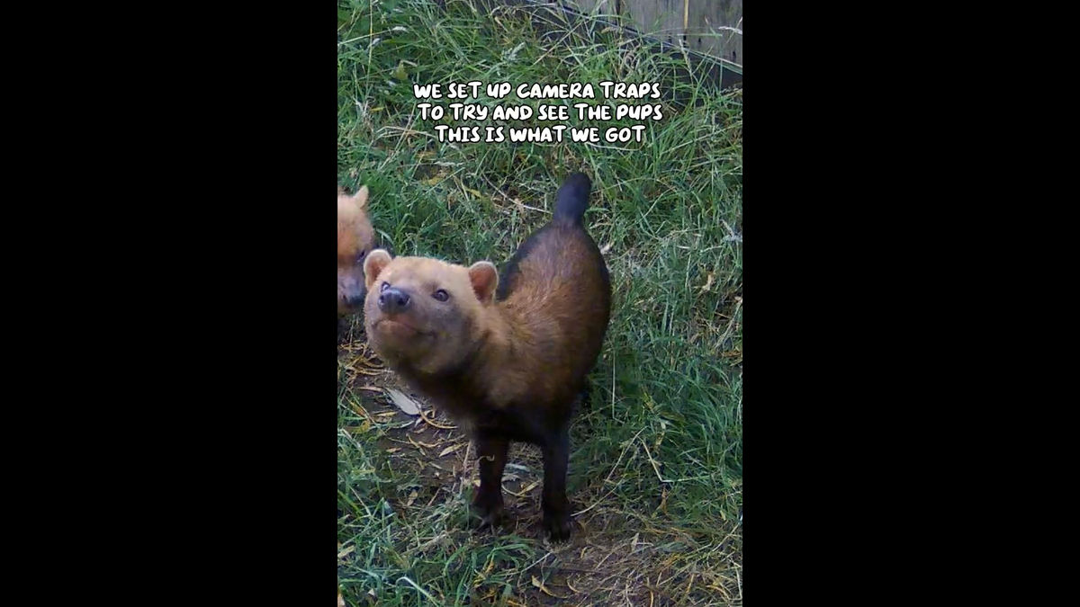 Super-cute video shows bush dog family antics with tiny rare pups at Peak Wildlife Park