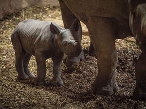 Supporting image for story: Rare rhino gives birth in front of visitors at zoo