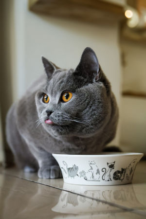 Benito is now living in his forever home with his family in Walsall