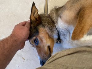 Supporting image for story: Tess the dog rescued unhurt after 30ft fall down a well